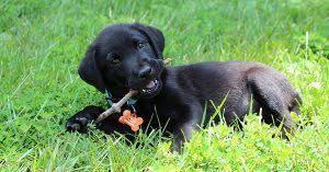 Princess atta (an ant) was in a bug's life Cute Girl Dog Names Disney