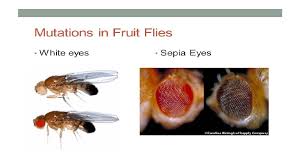 Everything you need to know to resolve your fruit fly problem is contained within some fruit fly traps can work, at least to some extent, with respect to doing what they are designed to do: Fruit Fly Drosophila Melanogaster Experiment Ap Biology 2018