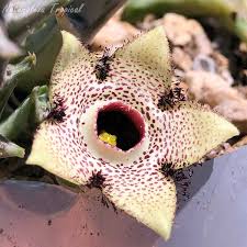 Image result for Orbea paradoxa