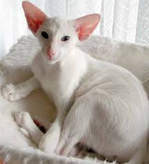 White Oriental Cat Novocom Top