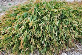 Image result for Agonis flexuosa