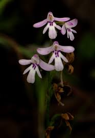 Image result for Cynorkis debilis