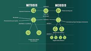 Science olympiad mock test 1. Mitosis Vs Meiosis Key Differences Chart And Venn Diagram Technology Networks
