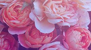 Gold Rose Desktop Backgrounds 2021 Live Wallpaper Hd Cool Desktop Backgrounds Backgrounds Desktop Mac Wallpaper Desktop