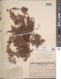 Image result for Ampelopteris