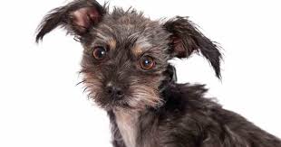 Chihuahuas are the small dog with a big reputation, first bred for companionship in mexico and now popular all over the world. A Chihuahua Terrier Mix Dog Is Exactly What It Sounds Like A Mixed Breed Dog That Comes From Cross Breeding One Chihuahua Par Terrierrassen Hunderassen Rassen