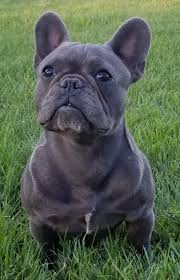 «tank» french bulldog puppy with his best friend bunny rabbit «thumper». Mile High French Bulldogs French Bulldog Puppies Colorado