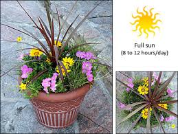 Olives thrive in full sun and well drained soil. Fernlea Flowers Ltd Container Garden Recipe 1