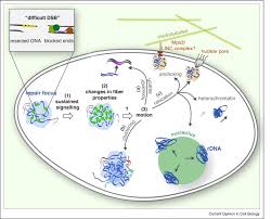 Organizing Dna Repair In The Nucleus Dsbs Hit The Road Sciencedirect Most dna is located in the cell nucleus (where it is called nuclear dna), but a small amount of dna can also be found in the mitochondria (where it is called mitochondrial dna or mtdna).