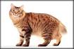 Kurilian Bobtail Cat Breed Pictures, Characteristics, & Facts