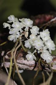 Image result for Microcoelia physophora