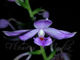 Image result for Calanthe sylvatica