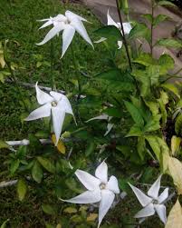 Image result for Rothmannia whitfieldii