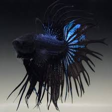 Live Betta Fish Male Black Orchid Crown Tail Betta Fish Betta Fish