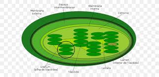 They contain chlorophyll, a green pigment that absorbs energy from sunlight. Chloroplast Thylakoid Plant Cell Photosynthesis Png 648x400px Chloroplast Biological Membrane Biology Cell Cell Membrane Download Free