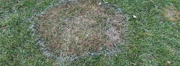 Centipede grass is a common turf grass found on home lawns in the southern united states and is known for its low maintenance requirements. Brown Patch Disease Archives Spring Green