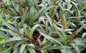 Image result for Ledebouria Unidentified sp. no6.