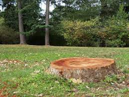 Pin By Fort Mill Tree Service On Fortmilltreeservice Com Stump Removal Tree Stump Removing Tree Stumps