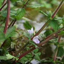 Image result for Hygrophila spiciformis