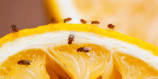 Fruitvliegjes Hoe Voorkom En Bestrijd Je Ze Fruit Fly Trap Fruit Flies Fruit