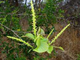 Image result for Excoecaria bussei