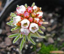 Chamelaucium Drummondii Wikipedia