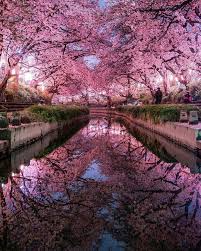 سايتاما اليابان Nature Photography Japan Photo Cherry Blossom Japan