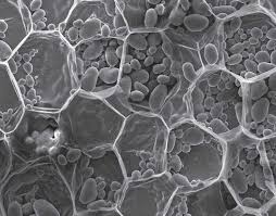 There four focus level in compound microscope 4x,10x,40x and 100x just place your prepared slide of plant between light and slide stand and focus on 40x or 100x you can easily see plant cells under microscope. Plants Exhibit A Wide Range Of Mechanical Properties Engineers Find Mit News Massachusetts Institute Of Technology