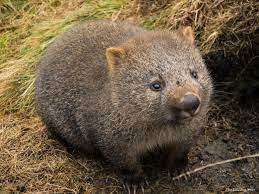 Pin On Cute Pets Animals