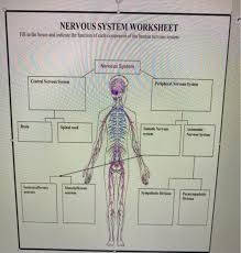 The visceral motor fibers (those supplying smooth muscle, cardiac muscle, & glands) make up the autonomic nervous system. Solved Nervous System Worksheet Fill In The Boxes And Ind Chegg Com