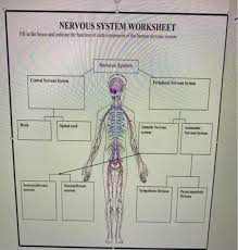 A neuron consists of a cell body called cyton, and two types of processes—dendrite and axon. Solved Nervous System Worksheet Fill In The Boxes And Ind Chegg Com