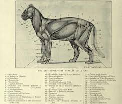 Http Upload Wikimedia Org Wikipedia Commons E Ea Superficial Muscles Of A Cat Jpg Katze Anatomie Katzenzeichnung Anatomie