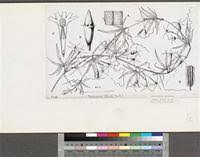 Image result for Trochomeria macrocarpa