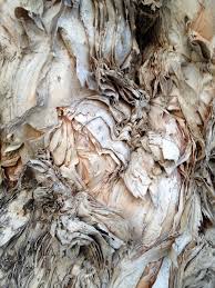 Australian Paper Bark Tree Detail Tree Art Abstract Nature Australian Paper