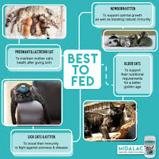 If this is the case, the best option is to find a foster mother. Midalac Goat S Milk For Cat Kitten Home Facebook