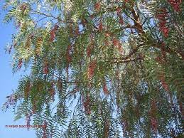 Pepper Tree Mastic Tree Trees To Plant