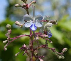 Image result for Rotheca quadrangulata