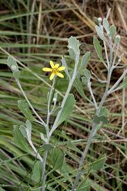 Image result for Chrysanthemoides monilifera