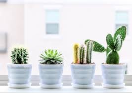 Water—either too much or not enough—is the hardest thing to get right and the most common reason cacti fail to thrive (or survive), but sweeping generalizations about how much and what kind of fertilizer should i use? 8 Tips On How Often To Water Succulents Succulents Network