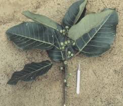 Image result for Ficus trichopoda