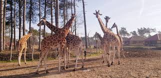 Kijk je ogen uit naar de meest exotische dieren tijdens de safari. Beekse Bergen An Out Of Africa Experience In The Netherlands Travelogues Of An African Girl