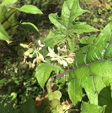 Image result for Solanum torvum