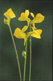 Image result for Utricularia tortilis