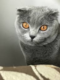Sidefinkedisi Cat Kedi Gri Greycat Cute Cutecat Catt Grikedi