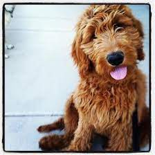 4e kennels is committed to breeding top quality goldendoodles through health testing, temperament testing and intelligence. 4e Kennels Las Vegas Puppies Goldendoodle Irish Doodle