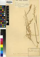 Image result for Agrostis lachnantha