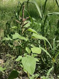 Image result for Amaranthus viridis