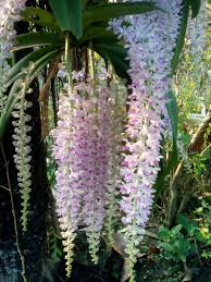 Flowers have bloomed and buds are appearing. Kuli Hashtag On Twitter