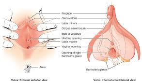 anatomy and physiology of the female reproductive system