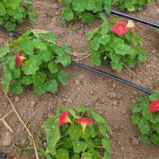 Image result for Nasturtium